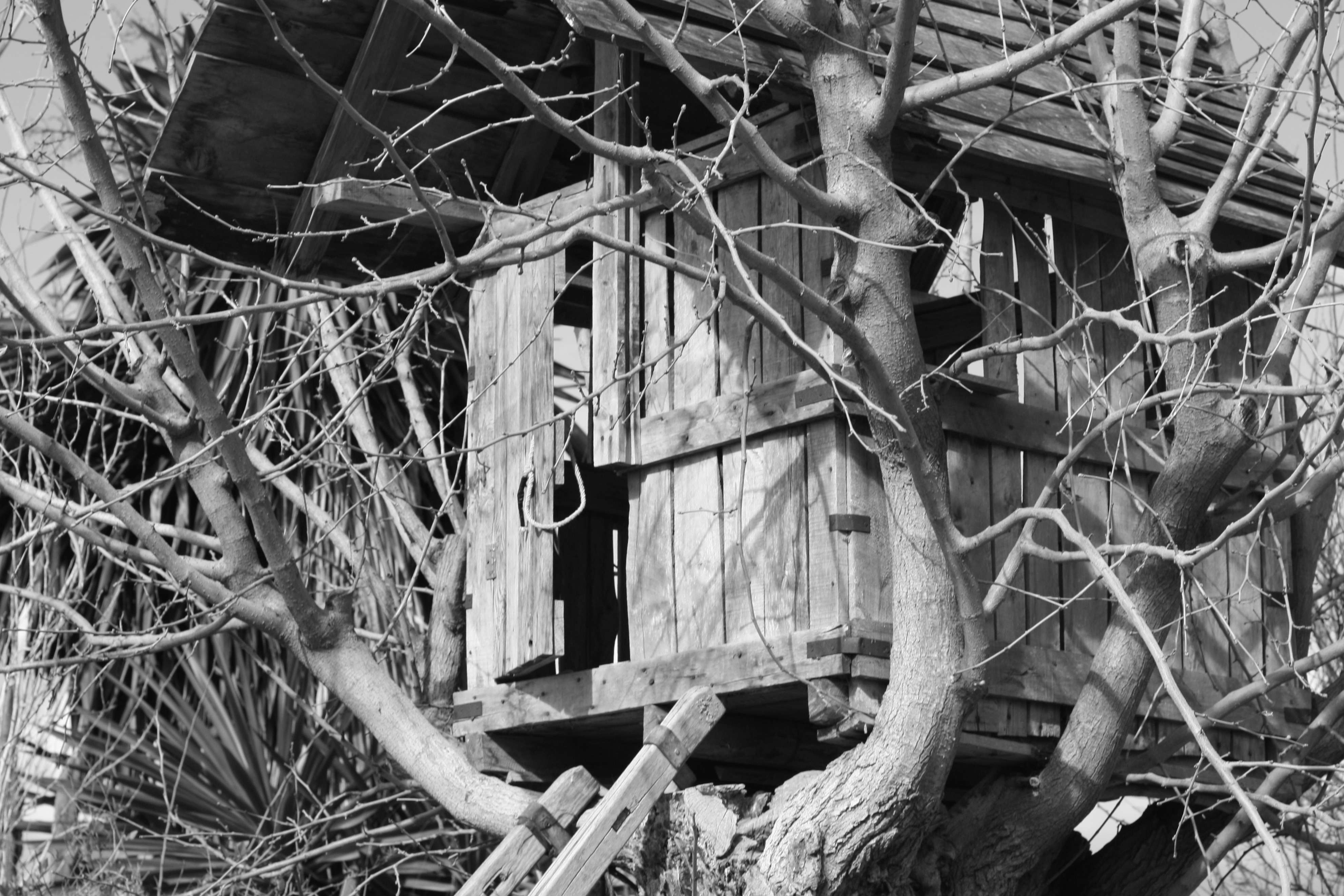 grey scale photography of tree-house