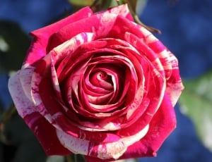 red and white rose thumbnail