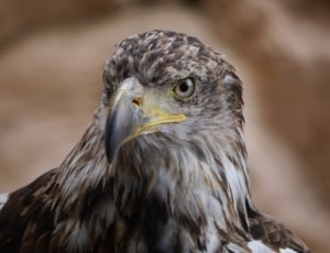 photo of brown and white eagle thumbnail