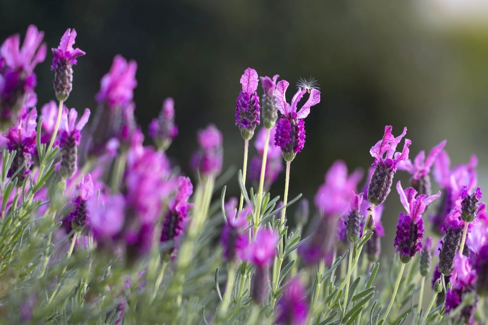 purple petaled flower lot preview