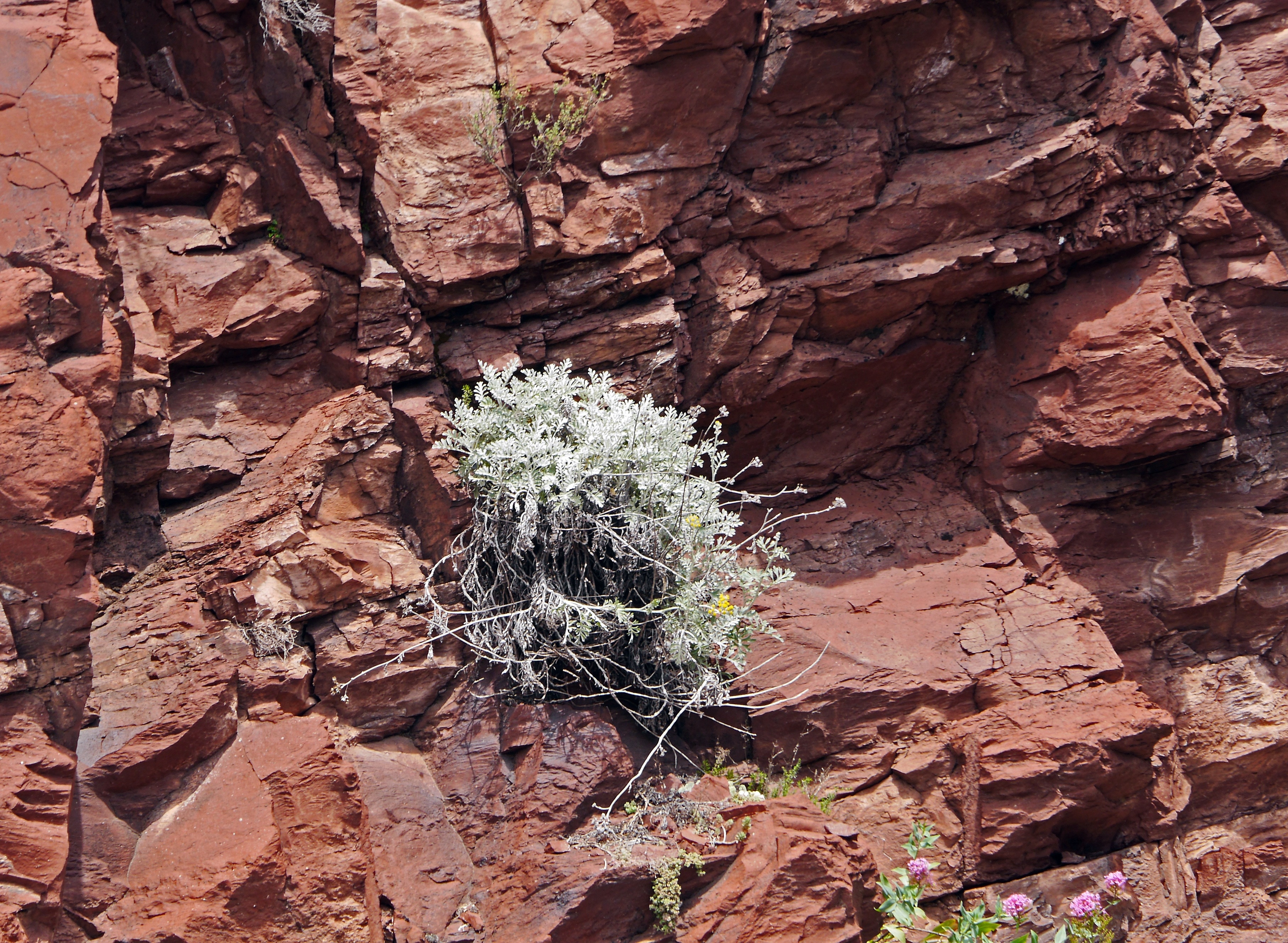 Трещин цветок. Растения на скалах. Скальная растительность. Кустарники на скалах. Растения растущие на скалах.