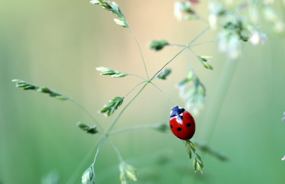 ladybug and green leaf plant preview