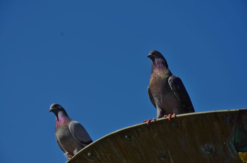 2 rock pigeons preview