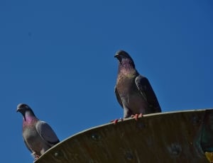 2 rock pigeons thumbnail