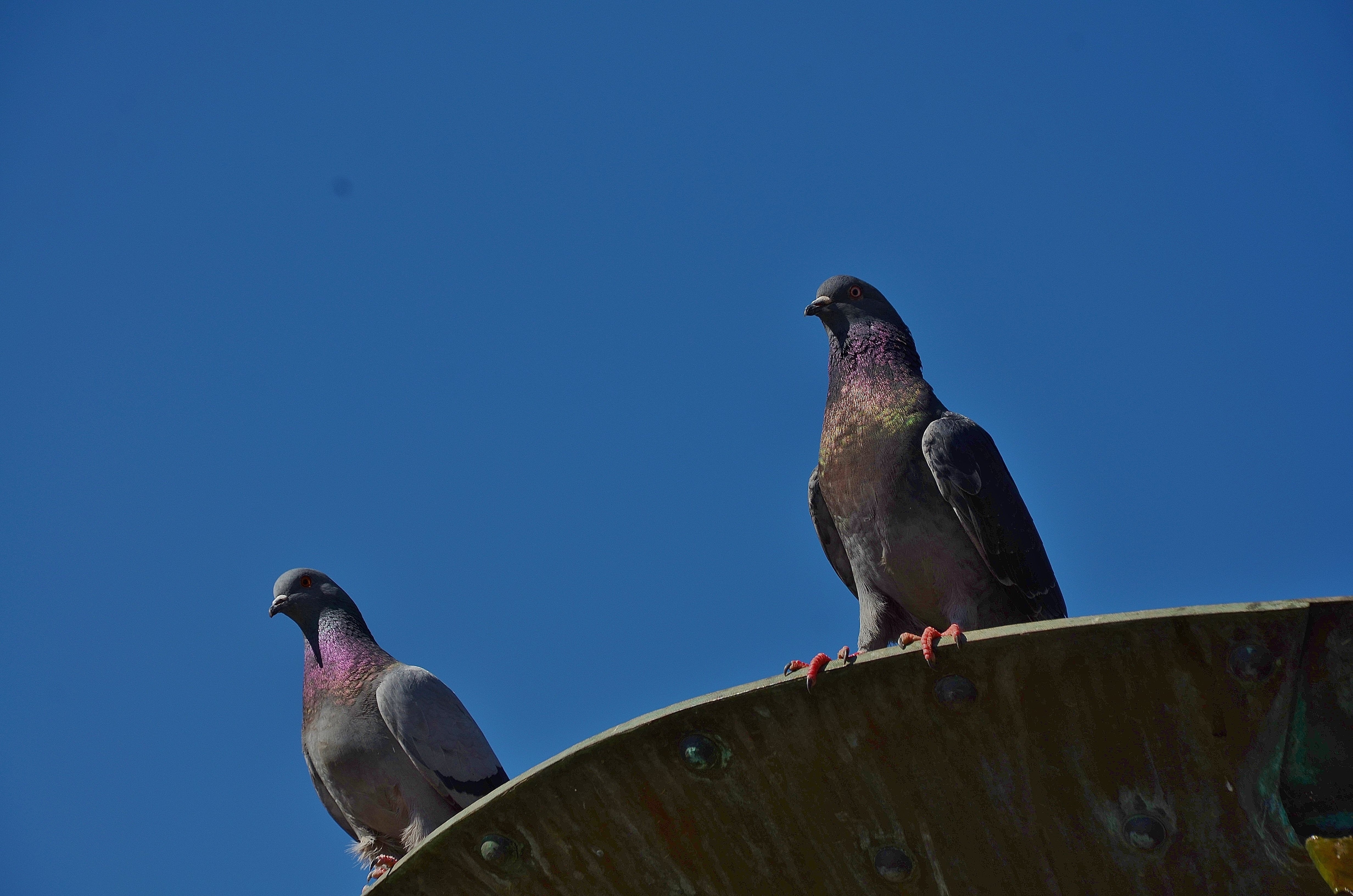 2 rock pigeons
