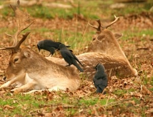 3 black crow and 2 brown deer thumbnail
