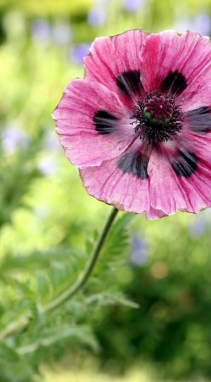 pink and black petaled flower thumbnail