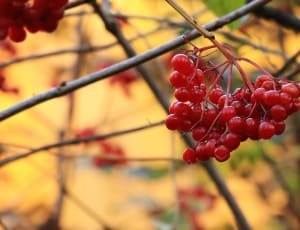 small red round fruit lot thumbnail