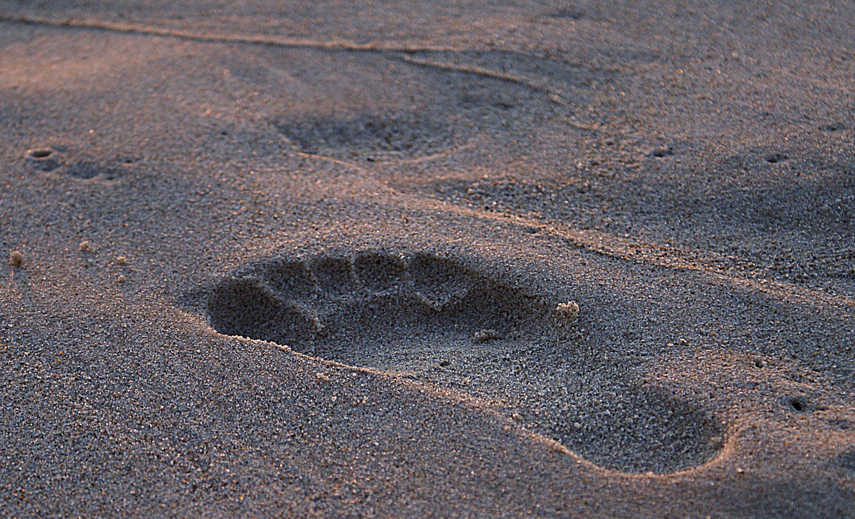 right foot print on a sand