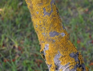gray mossy tree branch thumbnail