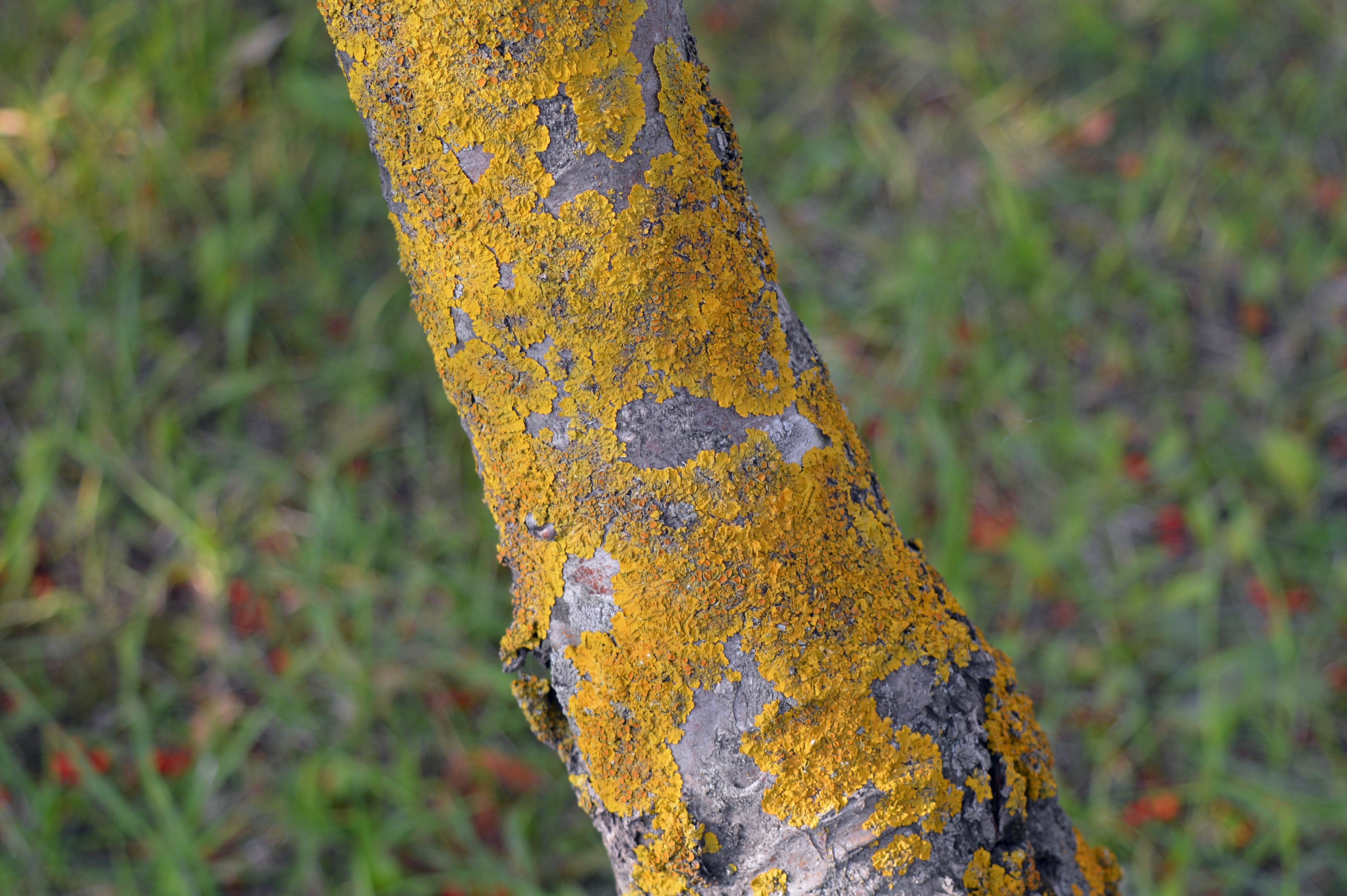 gray mossy tree branch