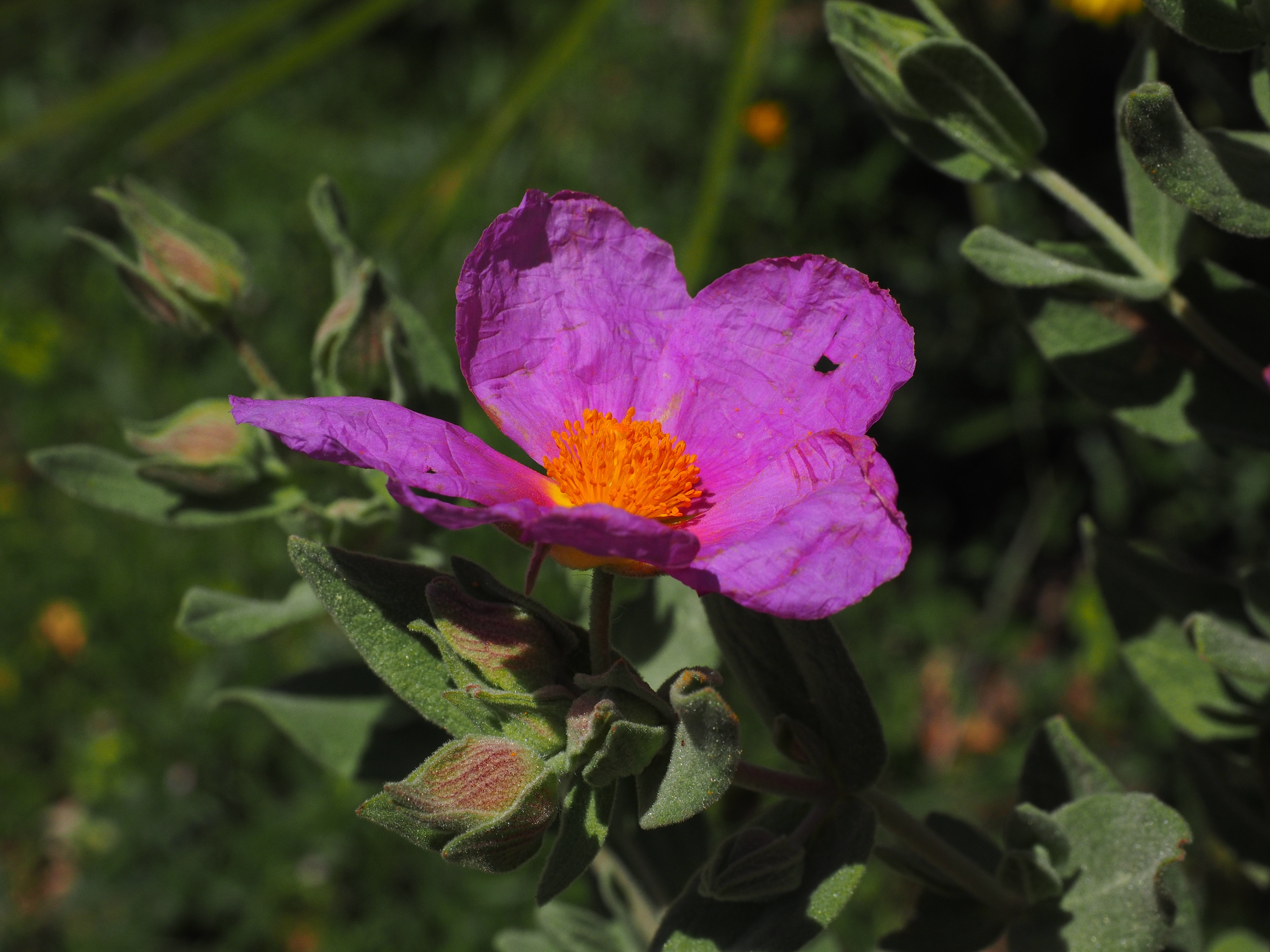 purple petal flower close up photo
