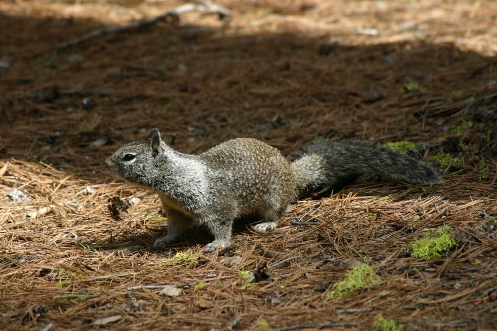 brown squirrel preview