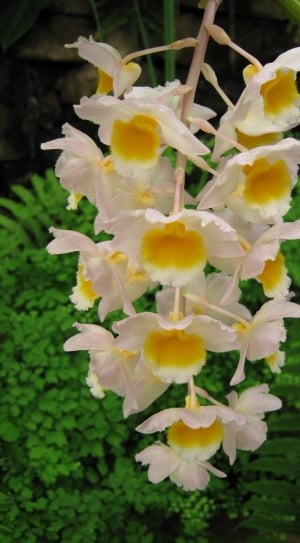 yellow and white flowers thumbnail