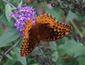 Great Spangled Fritillary, Fritillary, butterfly - insect, insect thumbnail