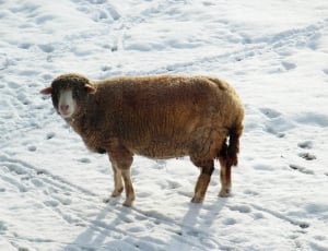 gray sheep on snow filled thumbnail