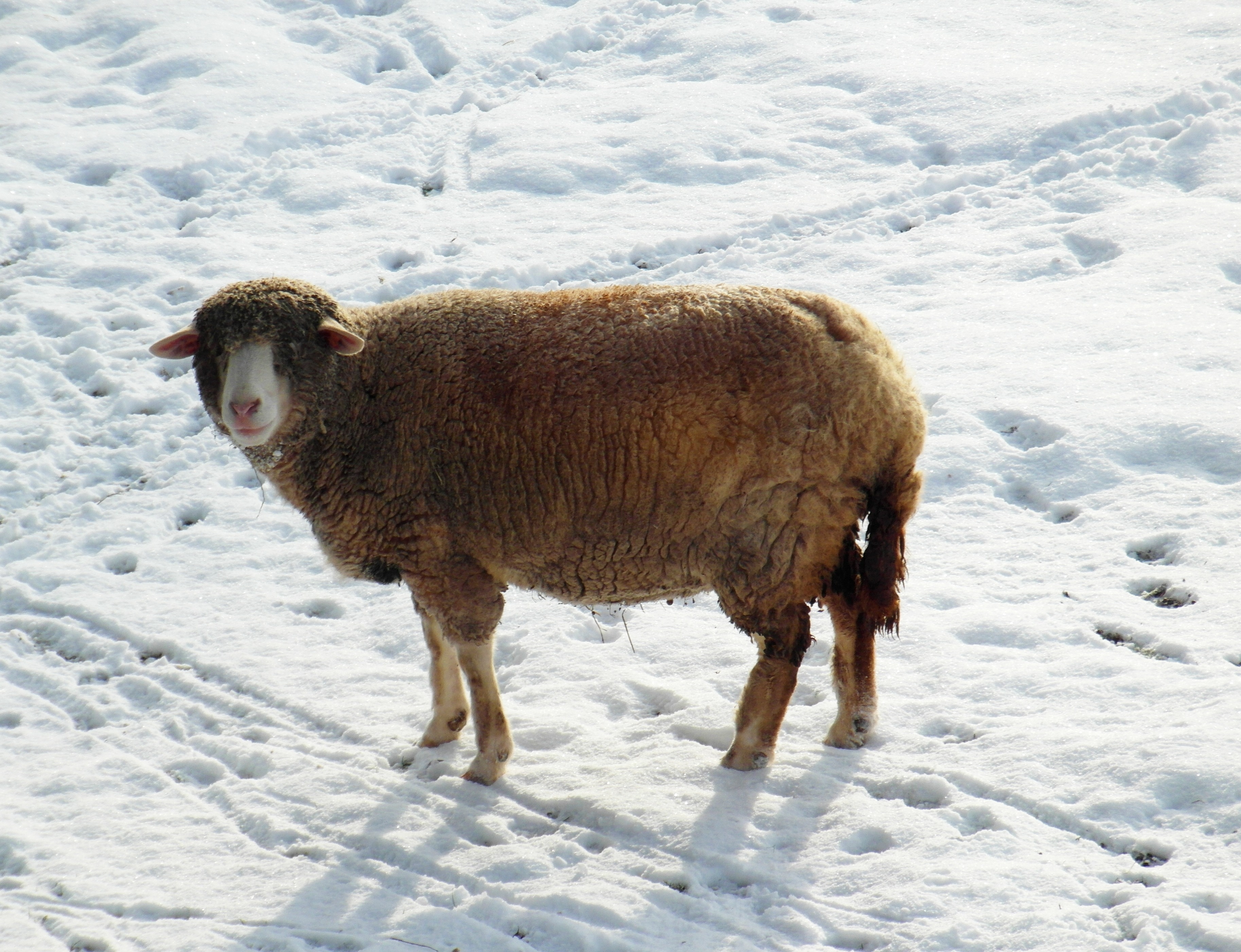gray sheep on snow filled