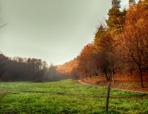 field surround by green and brown trees thumbnail