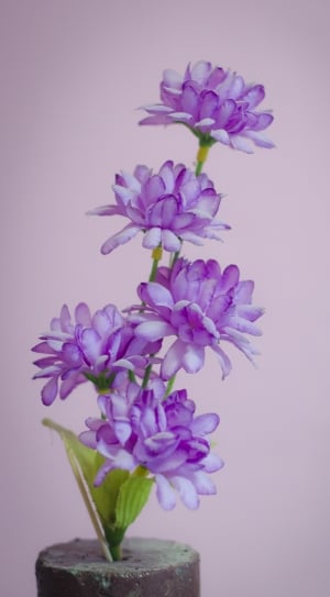 Nature, Flower, Purple Flower, Purple, purple, flower thumbnail
