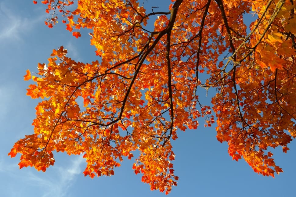 brown maple leaves under blue sky during daytime preview