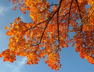 brown maple leaves under blue sky during daytime thumbnail