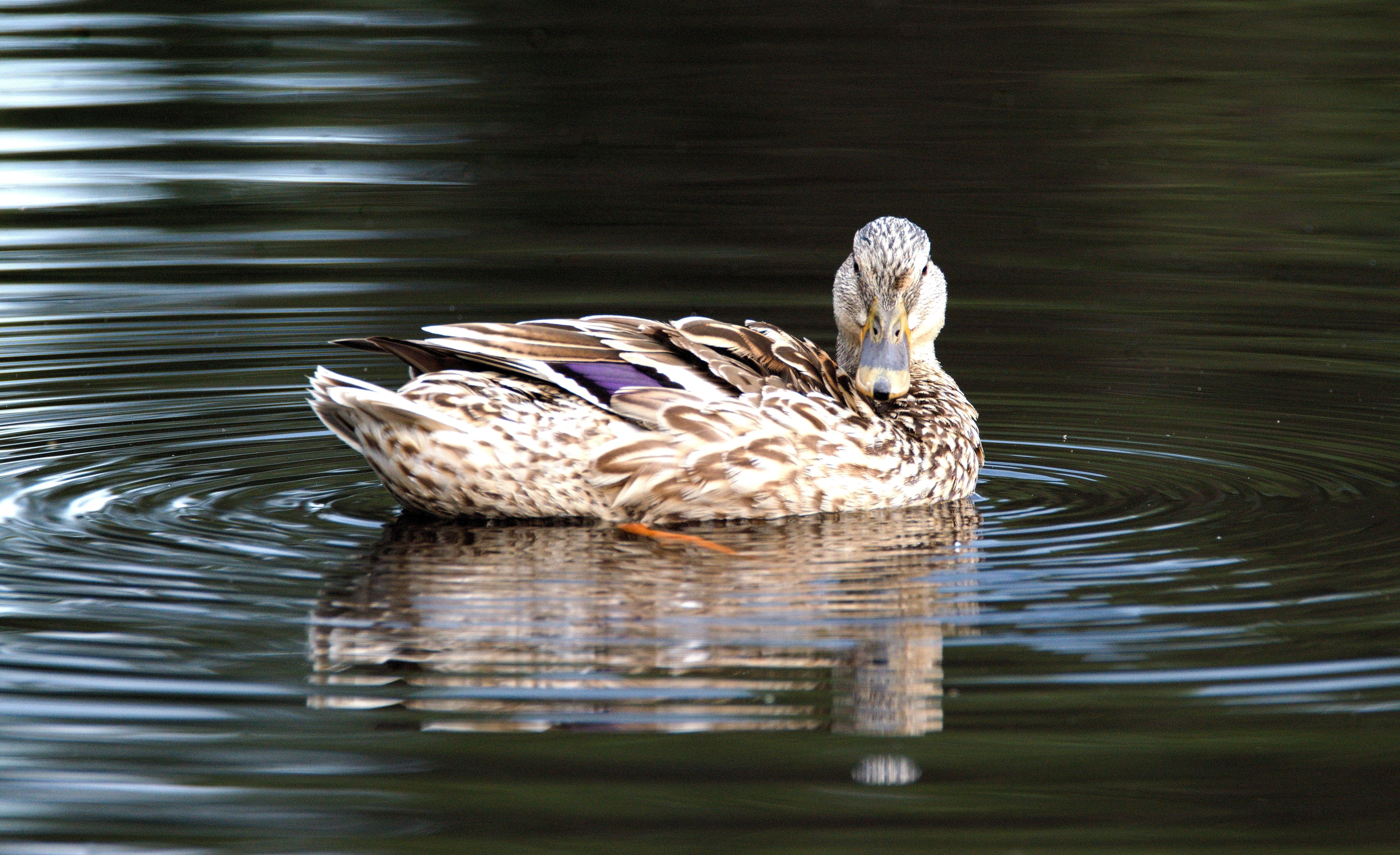 white and brown duck