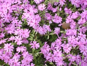 pink cluster flower thumbnail
