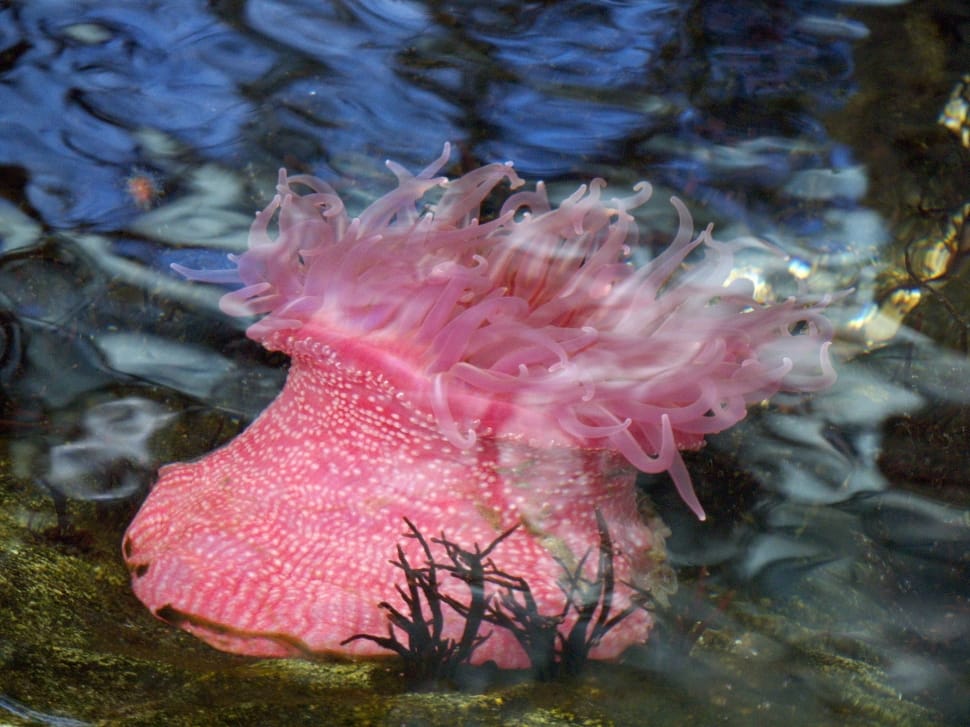 Anemones, Marine Life, Aquarium, pink color, water preview