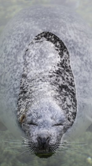 gray and black sea lion thumbnail