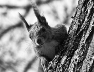 gray scale photo of rodent thumbnail