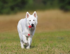 white short coat dog thumbnail