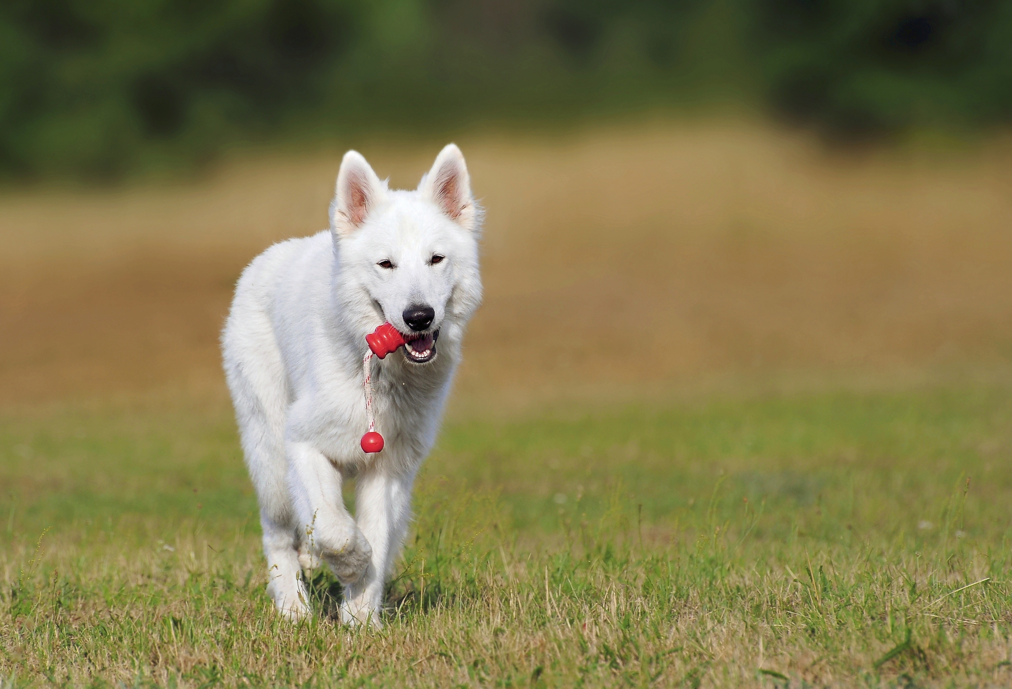 white short coat dog