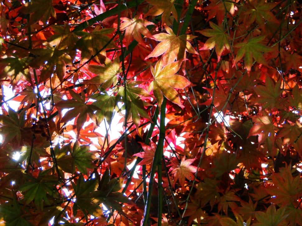 red and green leaves tree preview