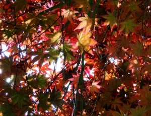 red and green leaves tree thumbnail