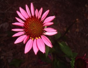 green, red and pink flower thumbnail