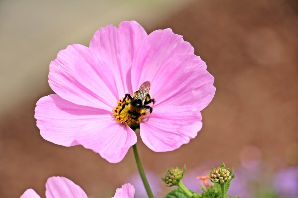 honey bee and purple petaled flower preview