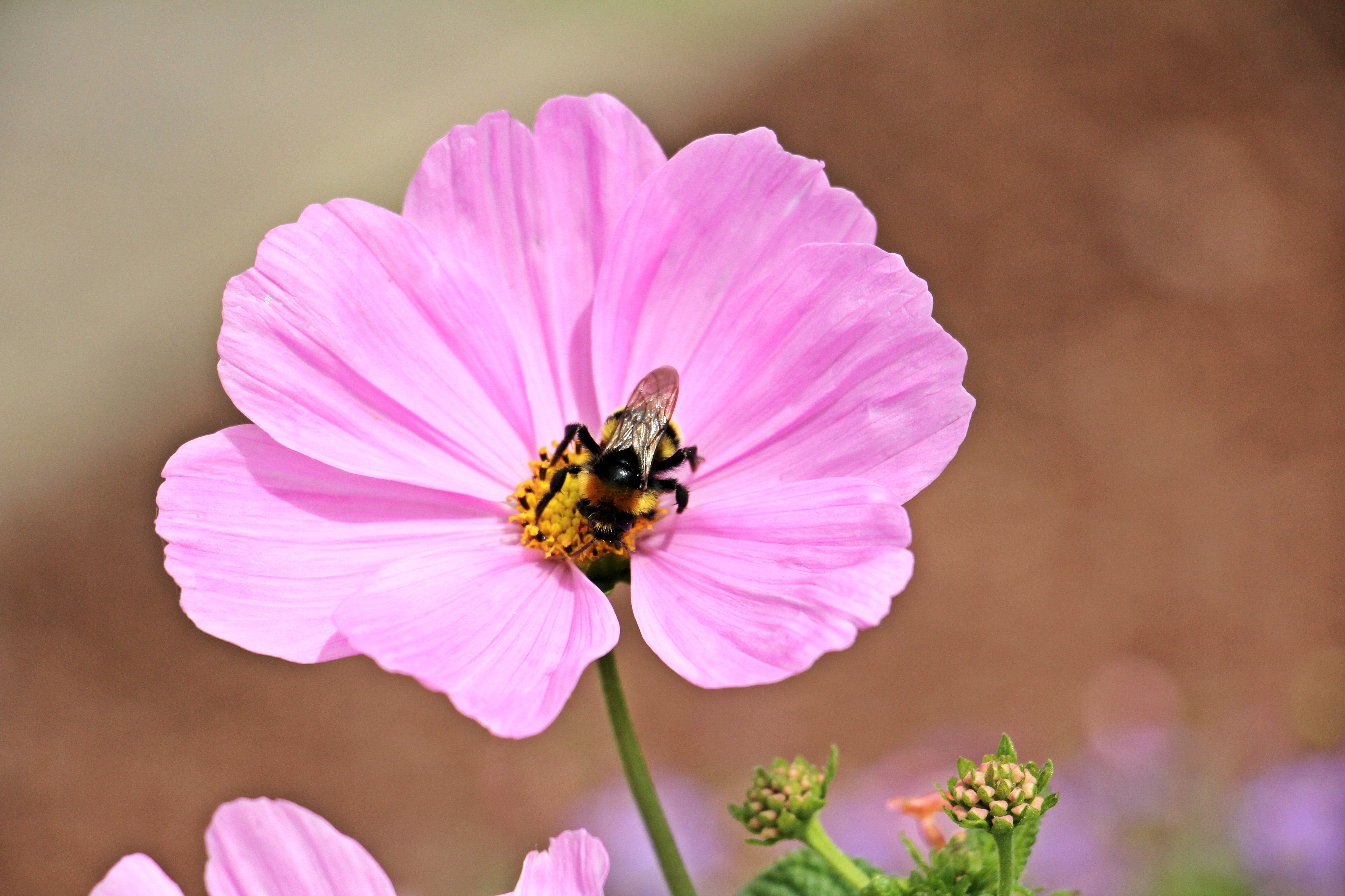 honey bee and purple petaled flower