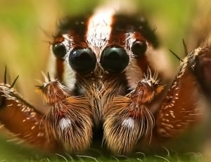 Jumping Spider, Insect, Macro, Spider, animal wildlife, one animal thumbnail