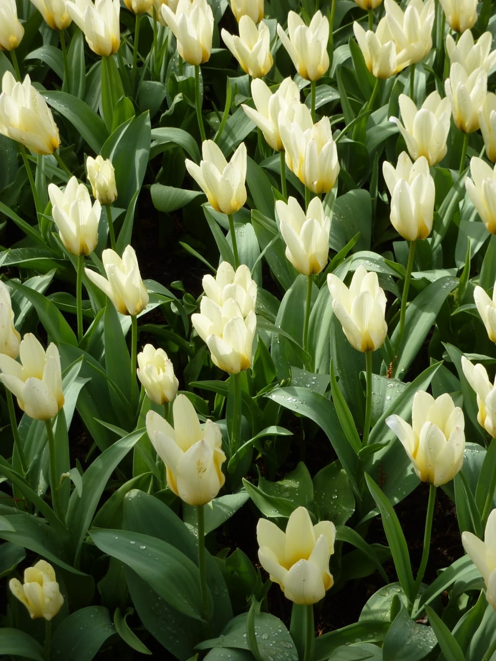 white tulip flower field preview