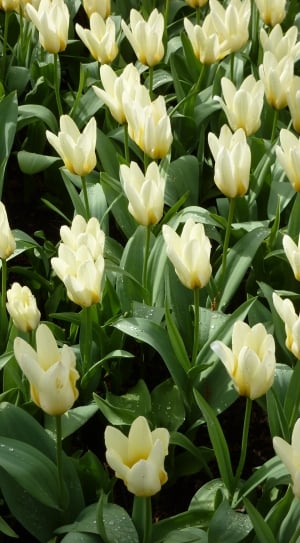 white tulip flower field thumbnail