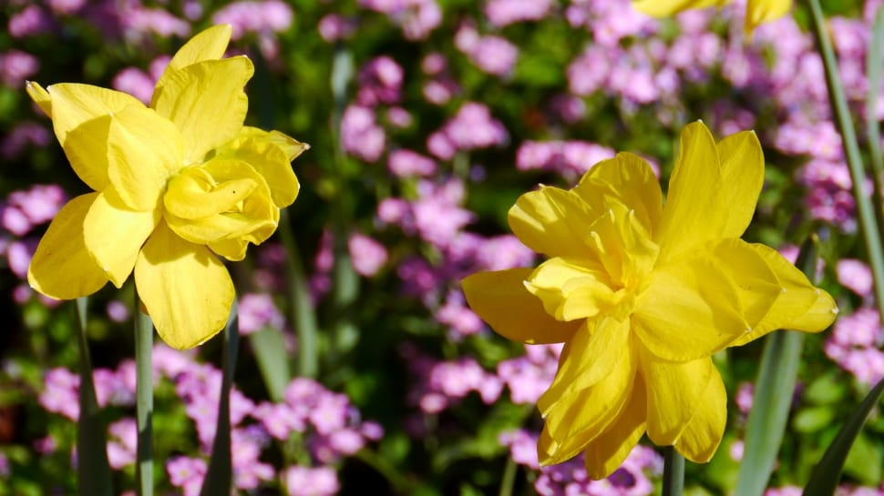 closeup photo of two yellow petaled flowers preview