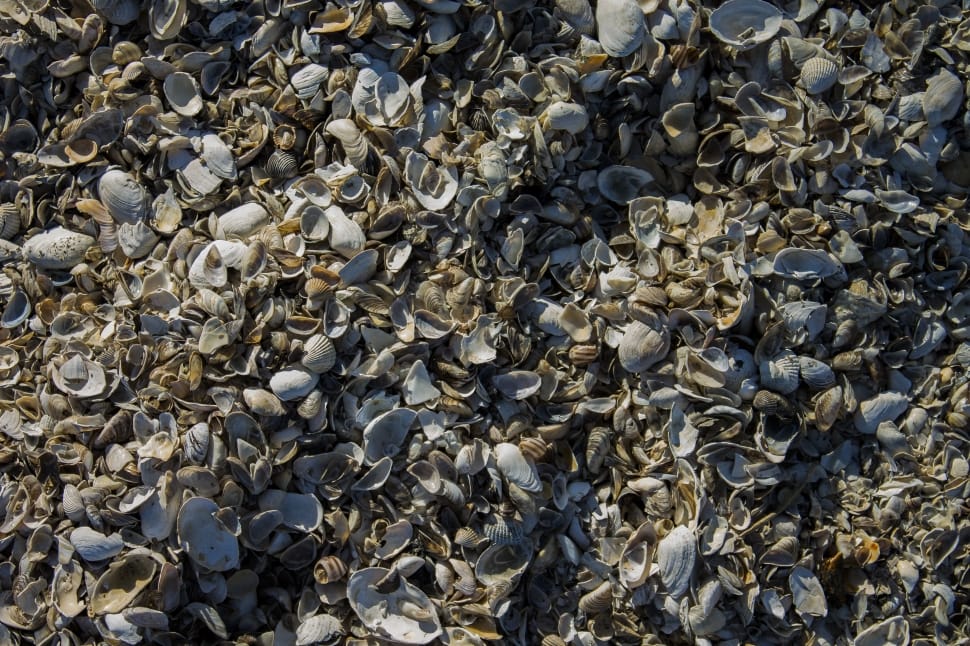 gray seashells lot preview