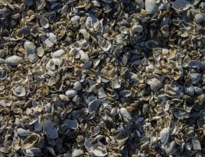 gray seashells lot thumbnail