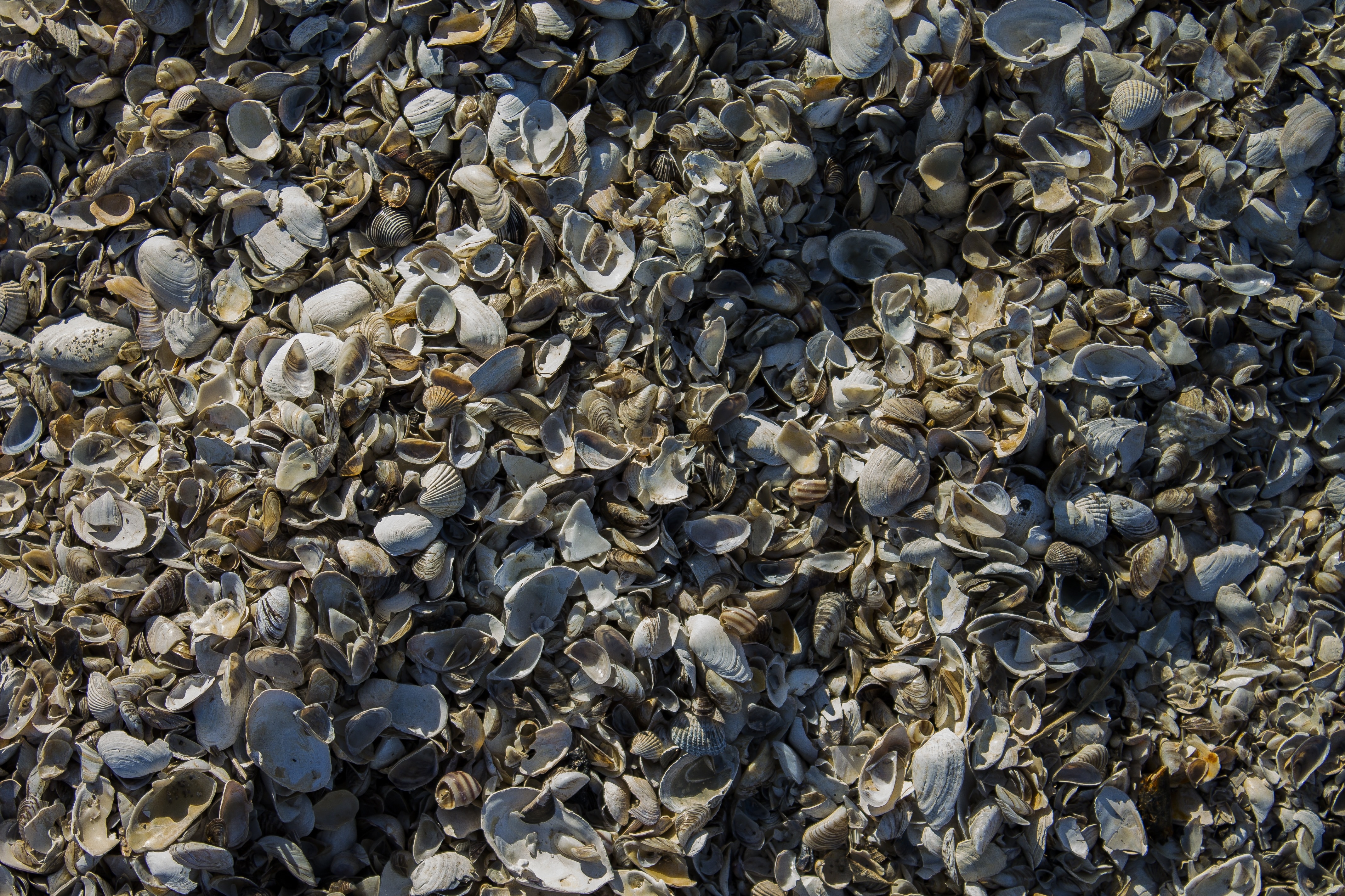 gray seashells lot
