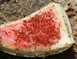watermelon sliced with swarm of red ants thumbnail