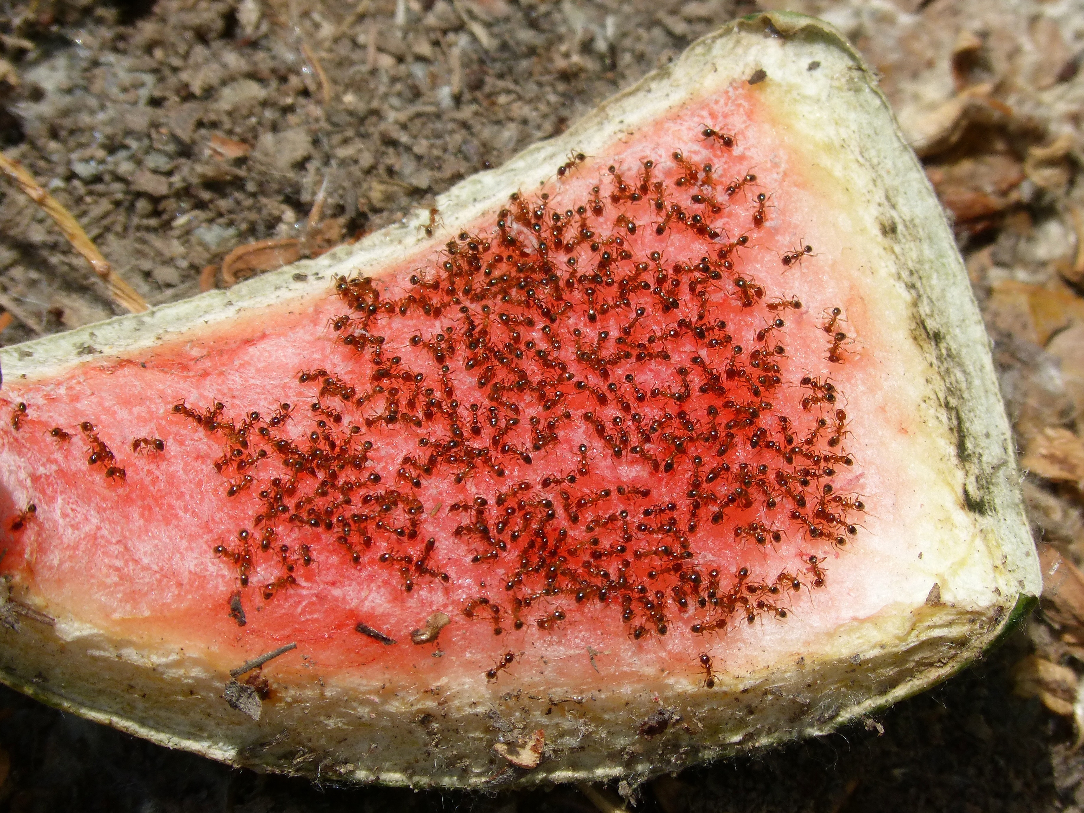 watermelon sliced with swarm of red ants