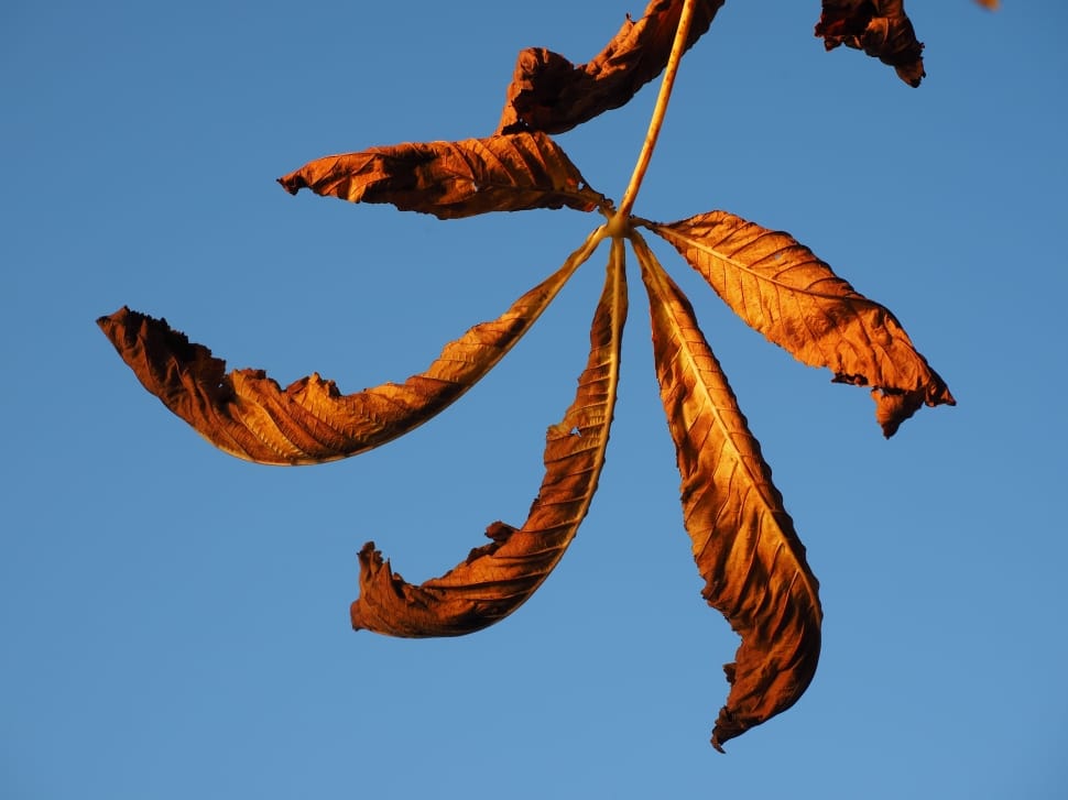 low angle photo of dried leaves on branch preview
