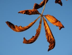 low angle photo of dried leaves on branch thumbnail