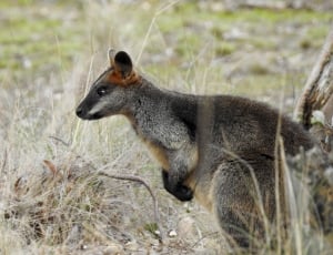 Swamp Wallaby, Kangaroo, Standing, animal wildlife, animals in the wild thumbnail