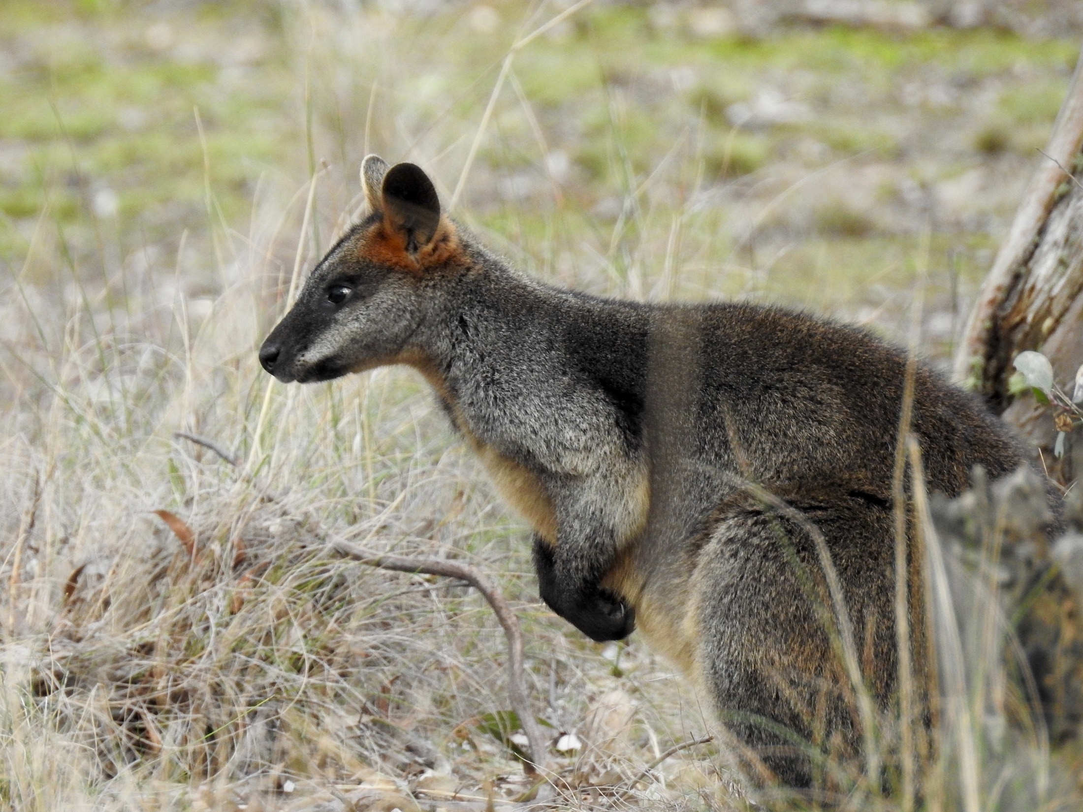 Swamp Wallaby, Kangaroo, Standing, animal wildlife, animals in the wild